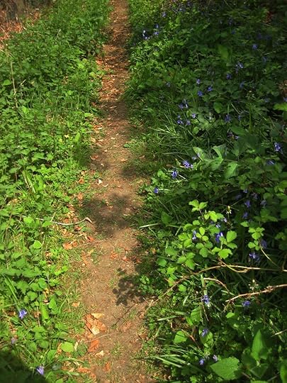 Bluebell path