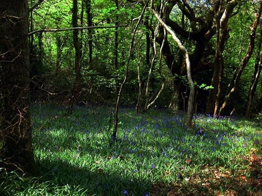 Bluebell Wood 2