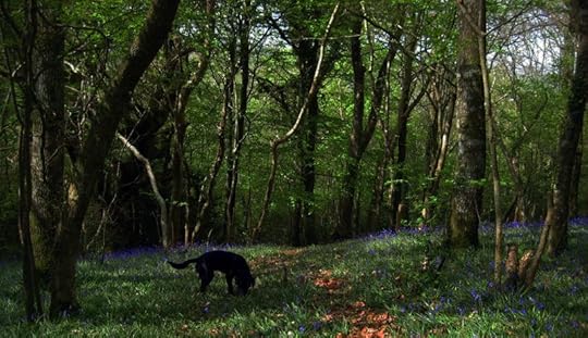 Bluebell wood 7