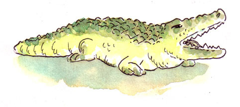Croc