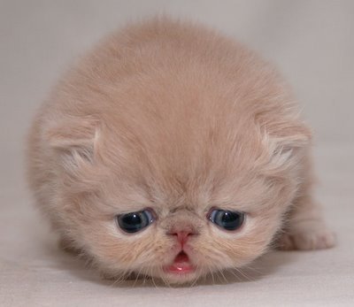 furball