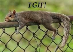 TGIF Squirrel Pictures, Images and Photos