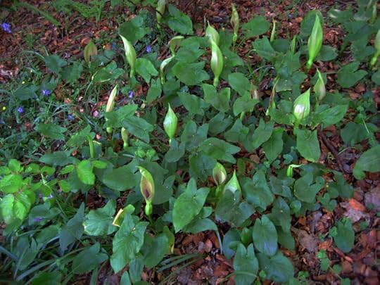 Jack in the pulpit 2