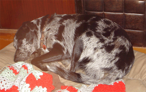 penry dream muse Do puppies dream of dragons?