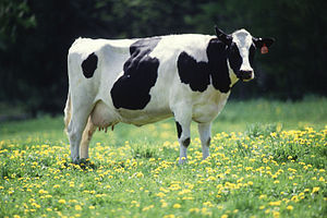 A Frisian Holstein cow in the Netherlands: Int...