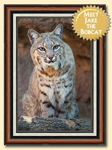 Bobcat2