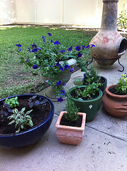 herbgarden