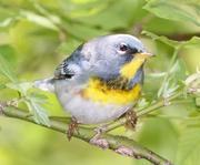 May Animal: Warbler