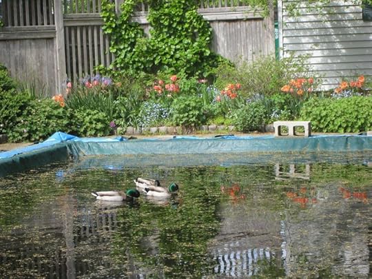 Ducks 2011