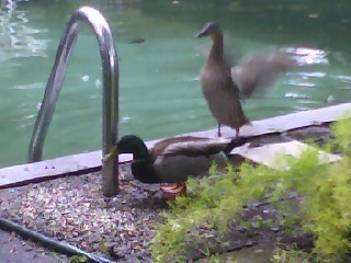 Ducks flap