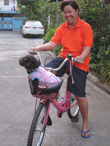 Dog on Bike