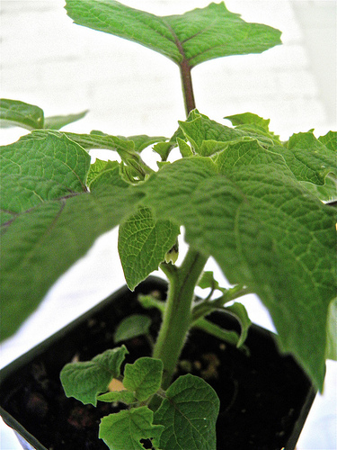 P5050224