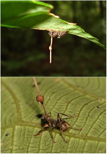 cordyceps440.jpg