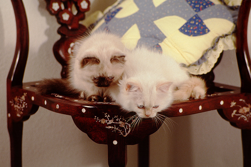 Persian kittens on chair