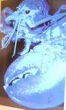 DISE_2.jpg image by cynthialord2005