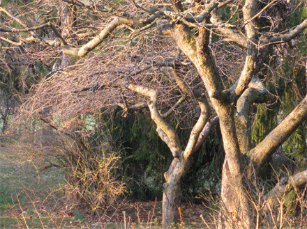 Apple trees in spring
