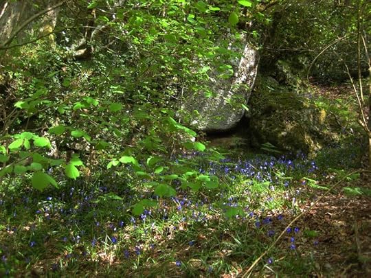 Bluebells and stone