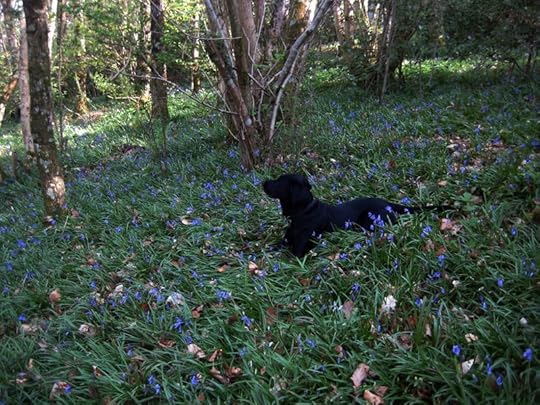 Tilly in a sea of bluebells
