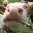 the smoking cow