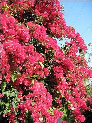 bouganvilla.jpg