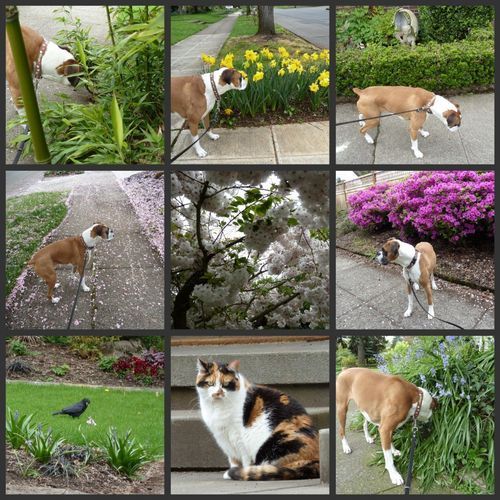 May Flowers Walk Collage