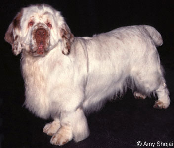CLUMBER SPANIEL