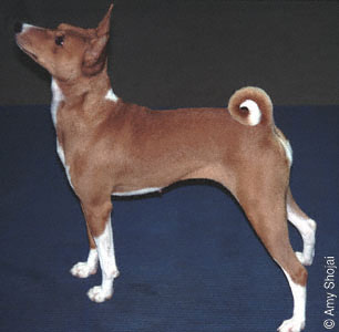 BASENJI