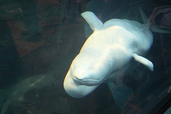 Beluga Whale