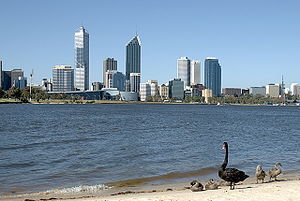 Black Swan on the Swan River, Perth Western Au...