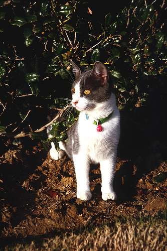 kitten outside under shrub