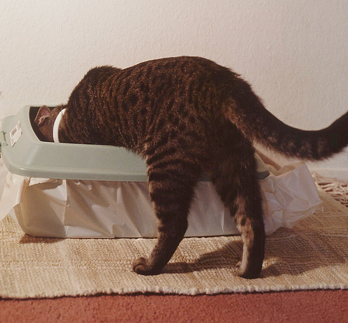 cat in litter box