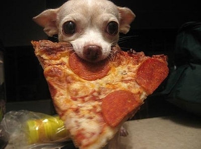 chihuahua