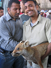 Friday Market: Taxidermy