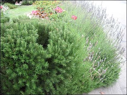 rosemary-lavender.jpg