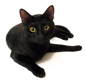 Black cat - lucky for some?