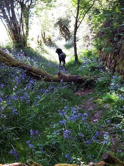 Bluebell hill 14