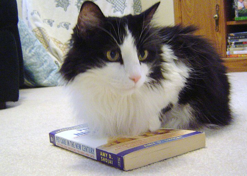 Adam Stritar's cat Holstein