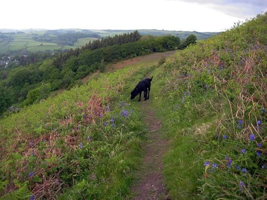 Bluebell hill