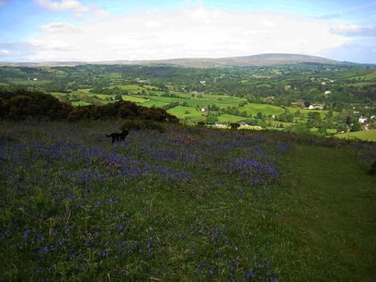 Bluebell hill 4