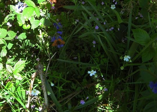 Butterfly 1