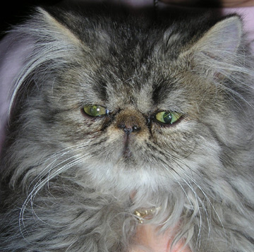 12-12 persian kitten 2