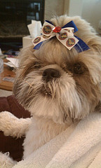 Super Bows for Super Pets
