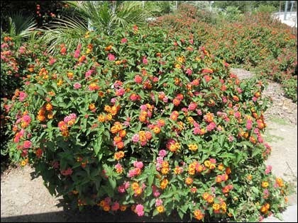 lantanabush2.jpg