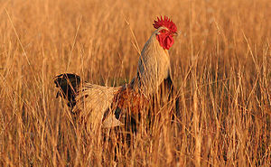 Rooster in grass.