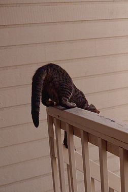 cat on railing
