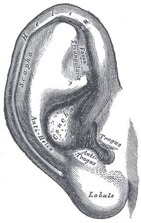 Normal Ear Anatomy