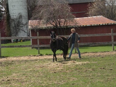 Mary Stanton teaching her pony Promise to drive