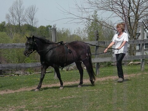 Mary Stanton teaching her pony Promise to drive