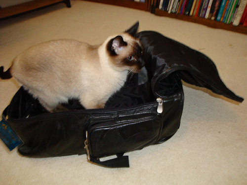 7-16 seren & suitcase 2