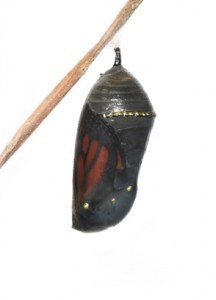 cocoon